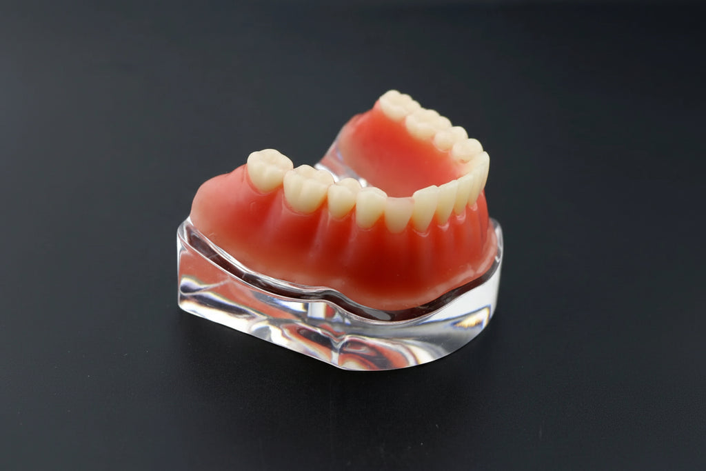 Implant Model With Bar  Full-Jaw